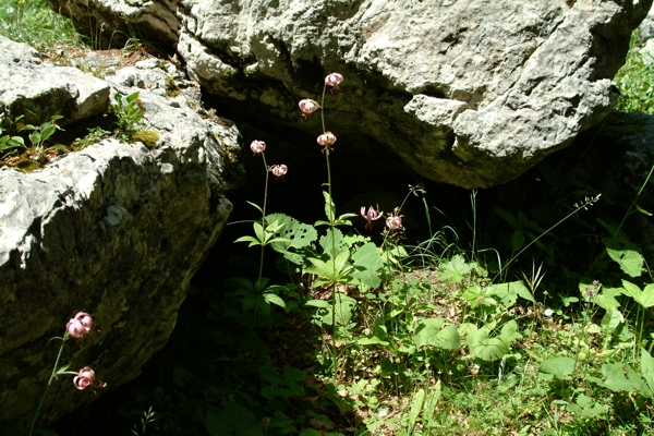 Lilium martagon / Giglio martagone